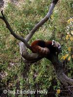 ZOO Praha